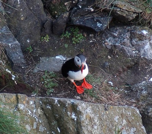 Puffin at the island of Runde